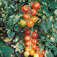 Graines potagères TOMATE DE PLEIN CHAMP MONTECARLO F1 (Solanum lycopersicum) - Graineterie A. DUCRETTET