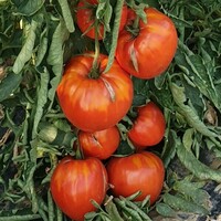  TOMATE ALLONGEE TOMATE ALLONGEE-Coeur de boeuf (Cuor di bue) (Solanum lycopersicum)-Graines non traitées - Graineterie A. DUCRETTET