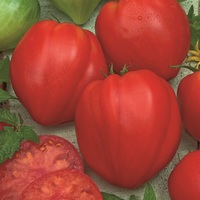 Graines potagères TOMATE ALLONGEE BIO Coeur de boeuf (Cuor di bue) - Graineterie A. DUCRETTET