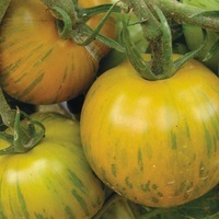  TOMATE RONDE TOMATE RONDE-GREEN ZEBRA (Solanum lycopersicum)-Graines non traitées - Graineterie A. DUCRETTET