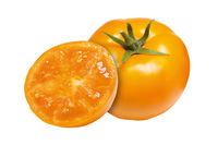  TOMATE RONDE TOMATE RONDE-YELLOW GOLD F1 (Solanum lycopersicum)-Graines non traitées - Graineterie A. DUCRETTET