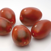 Graines potagères TOMATE COCKTAIL Prune noire (Solanum lycopersicum) - Graineterie A. DUCRETTET