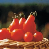  TOMATE CERISE TOMATE CERISE-POIRE ROUGE (RED PEAR) (Solanum lycopersicum)-Graines non traitées - Graineterie A. DUCRETTET