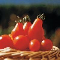 Graines potagères TOMATE CERISE POIRE ROUGE (RED PEAR) (Solanum lycopersicum) - Graineterie A. DUCRETTET