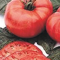 Graines potagères TOMATE CÔTELEE BRANDYWINE (Solanum lycopersicum) - Graineterie A. DUCRETTET