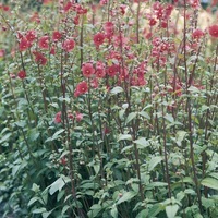 Graines de fleurs vivaces - ALONSOA - Graineterie A. DUCRETTET