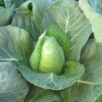 Graines potagères CHOU CABUS MONSERRATE F1 (Brassica oleracea capitata alba) - Graineterie A. DUCRETTET