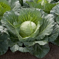  CHOU CABUS CHOU CABUS-SUNTA F1 (Brassica oleracea capitata alba)-Graines calibrées non traitées - Graineterie A. DUCRETTET