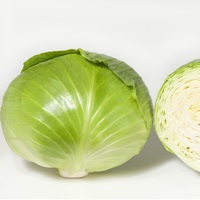  CHOU CABUS CHOU CABUS-PREDECO F1 (Brassica oleracea capitata alba)-Graines calibrées non traitées - Graineterie A. DUCRETTET