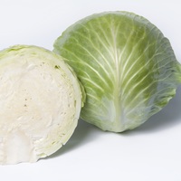  CHOU CABUS CHOU CABUS-PRONCA F1 (Brassica oleracea capitata alba)-Graines calibrées non traitées - Graineterie A. DUCRETTET