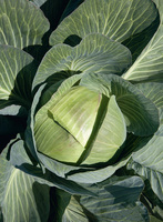 Graines potagères CHOU CABUS EXPECT F1 (Brassica oleracera capitata alba) - Graineterie A. DUCRETTET