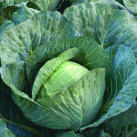  CHOU CABUS CHOU CABUS-STRUKTA F1 (Brassica oleracea capitata alba)-Graines calibrées non traitées - Graineterie A. DUCRETTET