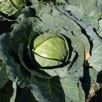 Graines potagères CHOU CABUS DE WÄDENSWIL (Brassica oleracea capitata alba) - Graineterie A. DUCRETTET