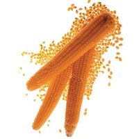  MAÏS DOUX MAÏS DOUX-Pop-corn AP2504 F1 (Zea mays)-Graines non traitées - Graineterie A. DUCRETTET