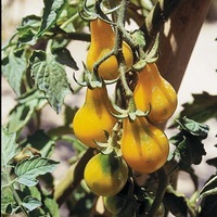  TOMATE CERISE TOMATE CERISE-YELLOW PEARSHAPED (Poire Jaune) (Solanum lycopersicum)-Graines non traitées - Graineterie A. DUCRETTET