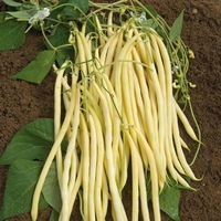 Potagères pour plants - HARICOT A RAMES MANGETOUT - Graineterie A. DUCRETTET