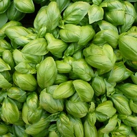 Graines potagères BASILIC LOR (Ocimum basilicum) - Graineterie A. DUCRETTET