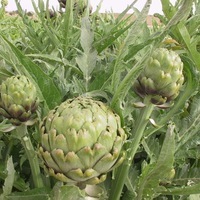  ARTICHAUT ARTICHAUT-IMPERIAL STAR (Cynara scolymus)-Graines non traitées - Graineterie A. DUCRETTET