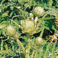  ARTICHAUT ARTICHAUT-IMPERIAL STAR (Cynara scolymus)-Graines biologiques certifiées - Graineterie A. DUCRETTET