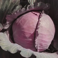 Graines potagères CHOU ROUGE KLIMARO F1 (Brassica oleracea var. capitata f. rubra) - Graineterie A. DUCRETTET