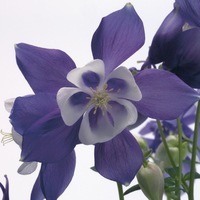 Graines de fleurs ANCOLIE SPRING MAGIC F1 (Aquilegia xhybrida) - Graineterie A. DUCRETTET