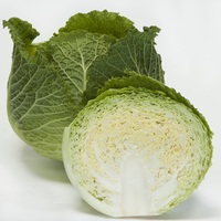  CHOU DE MILAN CHOU DE MILAN-SONHO F1 (Brassica oleracea capitata saubadan)-Graines calibrées non traitées - Graineterie A. DUCRETTET