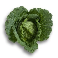 Graines potagères CHOU DE MILAN MADLENE F1 (Brassica oleracera capitata saubadan) - Graineterie A. DUCRETTET