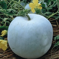 Graines potagères COURGE, POTIRON ET CITROUILLE WAX GOURD (COURGE CIREUSE) - Graineterie A. DUCRETTET