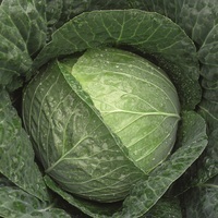 Graines potagères CHOU DE MILAN BIO STANTON F1 (Brassica oleracea capitata saubadan) - Graineterie A. DUCRETTET