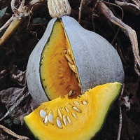 Graines potagères COURGE POTIMARRON BLEU BLUE BALLET (Cucurbita Maxima) - Graineterie A. DUCRETTET