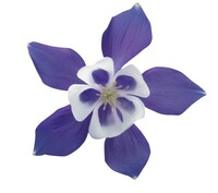  ANCOLIE ANCOLIE-SPRING MAGIC F1 (Aquilegia xhybrida)-bleu et blanc                                                                                       graines prégermées - Graineterie A. DUCRETTET