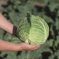 Graines potagères CHOU DE MILAN DARSA F1 (Brassica oleracea capitata saubadan) - Graineterie A. DUCRETTET