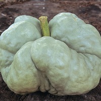 Graines potagères COURGE, POTIRON ET CITROUILLE TRIAMBLE (TRI-STAR) (Cucurbita Maxima) - Graineterie A. DUCRETTET