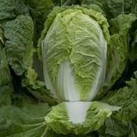  CHOUX CHINOIS PE TSAI CHOUX CHINOIS PE TSAI-PREDURO F1 (Brassica rapa subsp. pekinensis)-Graines calibrées non traitées - Graineterie A. DUCRETTET