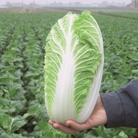 Graines potagères CHOUX CHINOIS PE TSAI EMIKO F1 (Brassica campestris narinosa) - Graineterie A. DUCRETTET