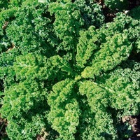 Graines potagères CHOU NON POMME Halbohrer Grüner Krauser (Brassica oleracea) - Graineterie A. DUCRETTET
