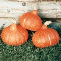 Graines potagères COURGE POTIMARRON RED KURI (Cucurbita Maxima) - Graineterie A. DUCRETTET