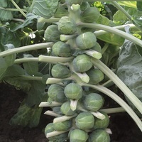 Graines potagères CHOU DE BRUXELLES DAGAN F1 (Brassica oleracea gemmifera) - Graineterie A. DUCRETTET
