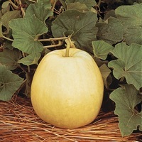 Graines potagères COURGE, POTIRON ET CITROUILLE CALABASH GOURD (Lagenaria ciceralia) - Graineterie A. DUCRETTET