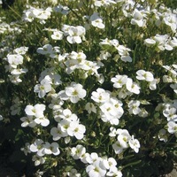 Graines de fleurs ARABETTE DES ALPES BONNET DE NEIGE (Arabis alpina ssp. caucasica) - Graineterie A. DUCRETTET