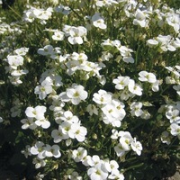  ARABETTE DES ALPES ARABETTE DES ALPES-BONNET DE NEIGE (Arabis alpina ssp. caucasica)-blanc - Graineterie A. DUCRETTET