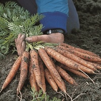 Graines potagères CAROTTE MOKUM F1 (Daucus carota) - Graineterie A. DUCRETTET