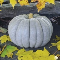  COURGE, POTIRON ET CITROUILLE COURGE, POTIRON ET CITROUILLE-JARRAHDALE (Cucurbita Maxima)-Graines non traitées - Graineterie A. DUCRETTET