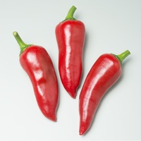 Graines potagères PIMENT BRÛLANT GORRIA (Capsicum annuum) - Graineterie A. DUCRETTET