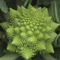 Graines potagères CHOU ROMANESCO PIRAMIDE F1 - Graineterie A. DUCRETTET