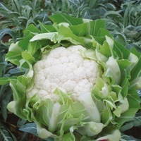 Graines potagères CHOU-FLEUR JEROBOAM (Brassica oleracea var. botrytis) - Graineterie A. DUCRETTET