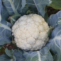 Graines potagères CHOU-FLEUR FLORA BLANCA (Brassica oleracea var. botrytis) - Graineterie A. DUCRETTET