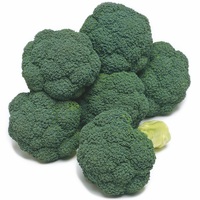 Graines potagères CHOU BROCOLI ATLANTIS F1 (Brassica oleracea botrytis cymosa) - Graineterie A. DUCRETTET