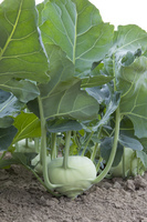 Graines potagères CHOU RAVE BIO blanc LECH F1 - Graineterie A. DUCRETTET