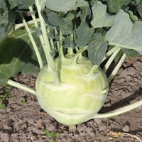 Graines potagères CHOU RAVE KOSSAK F1 (Brassica oleracea Gongylodes Group) - Graineterie A. DUCRETTET